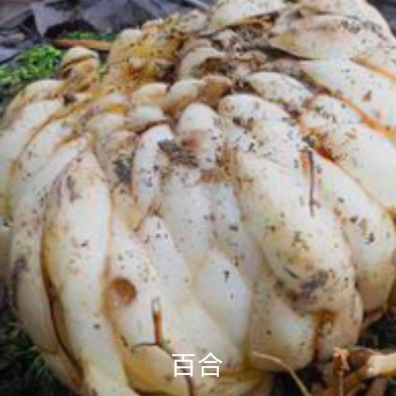 优质药食两用的原始百合产地直发诚信合作欢迎来电
