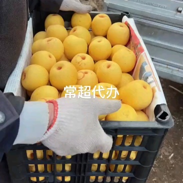 东北辽宁绥中县家乡主产大白梨，大集货，电商货，市场货，