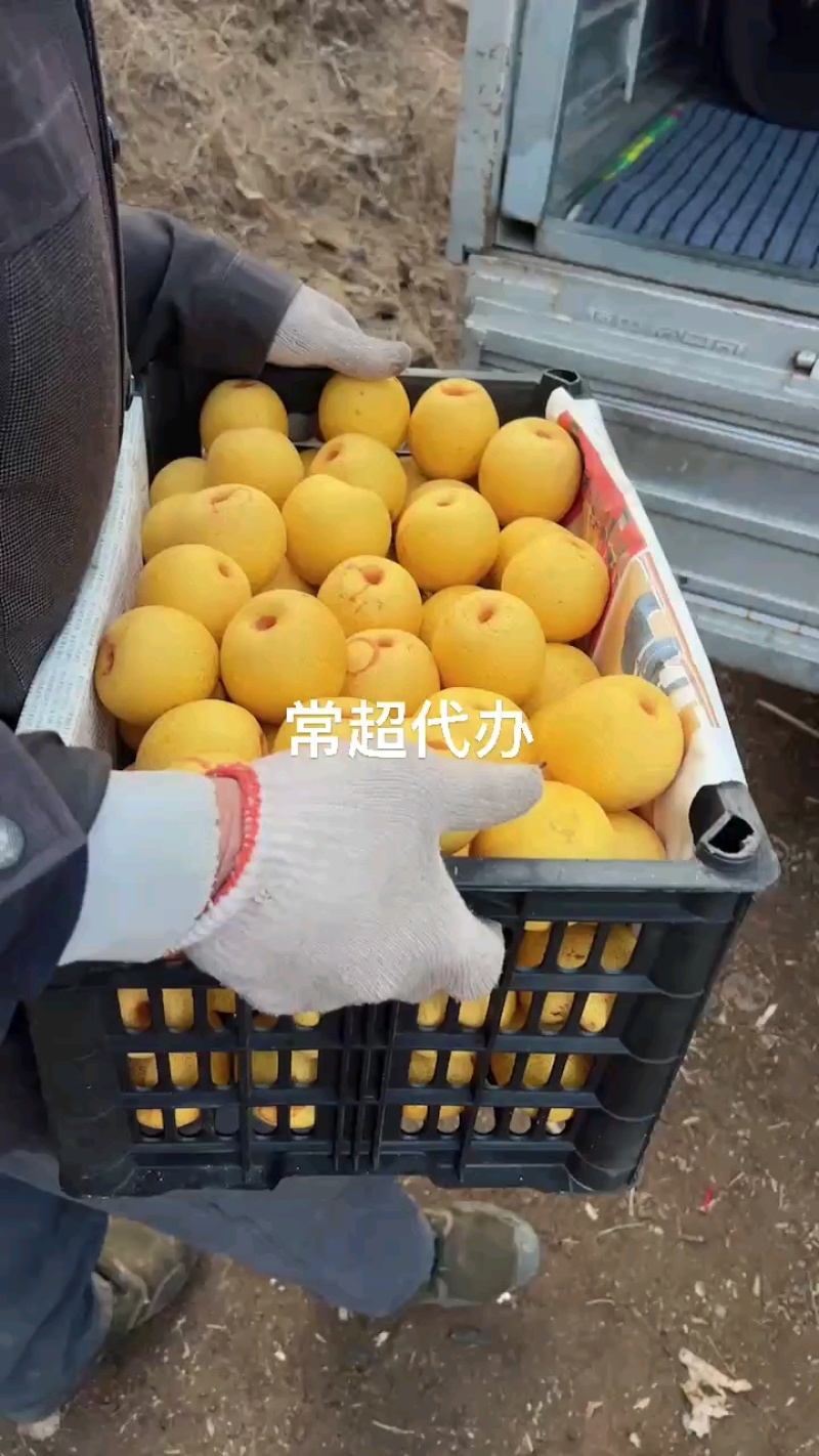 东北辽宁绥中县家乡主产大白梨，大集货，电商货，市场货，