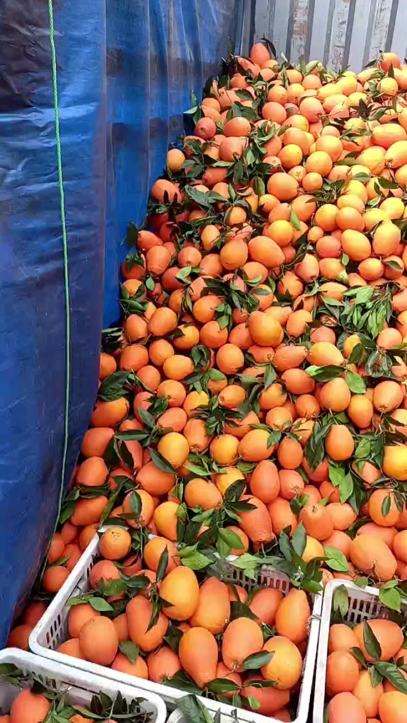 【优选】奉节脐橙大量上市基地直发量大从优品质保证欢迎下单