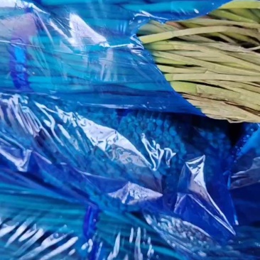 河南大蒜，蒜苔