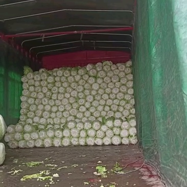 绿油油的货品，太漂亮了！