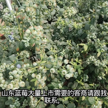 【推荐】L25F6L11对接商超档口市场可发往全国