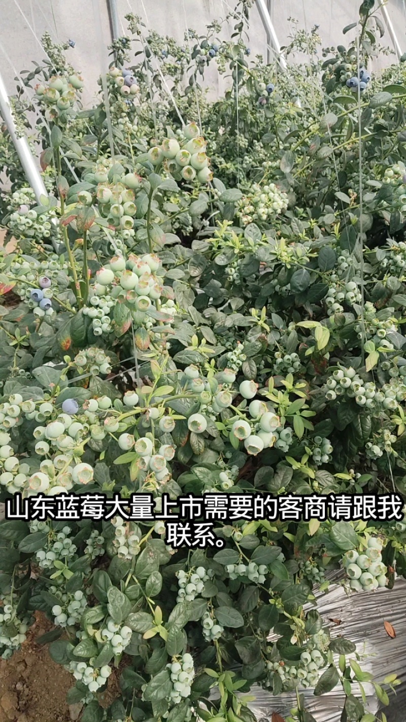 【推荐】L25F6L11对接商超档口市场可发往全国