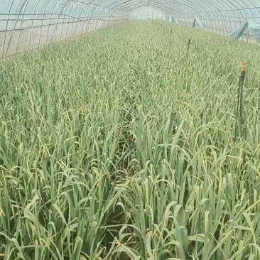 红根蒜苗，原生态蔬菜工黄叶干净打成捆，代收，代发全国各地