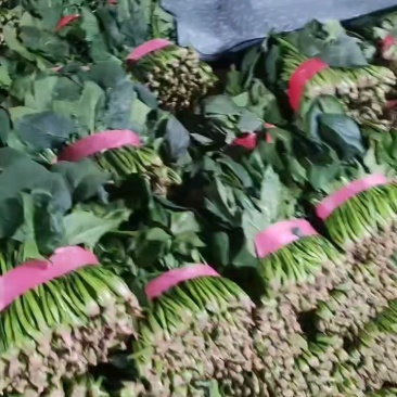 大叶菠菜/产区直发.大量有货/欢迎大家