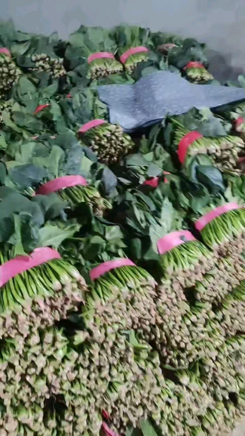 大叶菠菜/产区直发.大量有货/欢迎大家