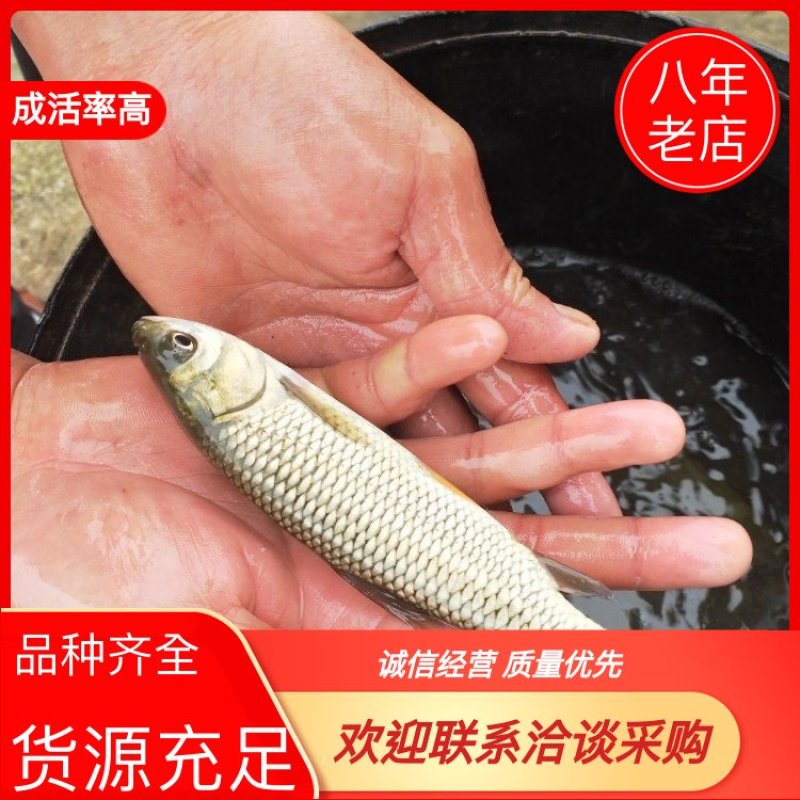 各种3一15公分草鱼苗品质好，成活率高的草鱼苗