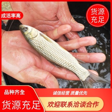 各种8-15公分鱼苗品质高体格好的鱼苗草鱼苗