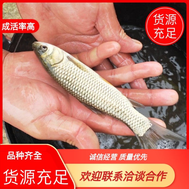 各种8-15公分鱼苗品质高体格好的鱼苗草鱼苗