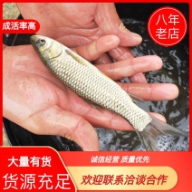 各种鱼苗，支持线上保障交易，自产自销，一手货源