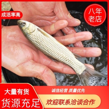 各种鱼苗，支持线上保障交易，自产自销，一手货源