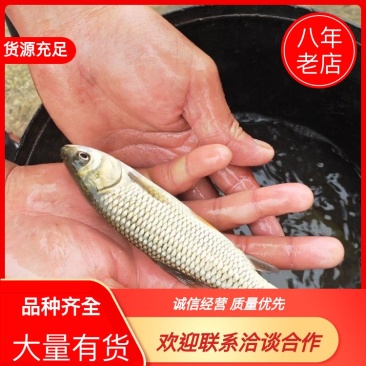 草鱼苗，各种鱼苗，精品质量，成活率高，供应全国，产地直发