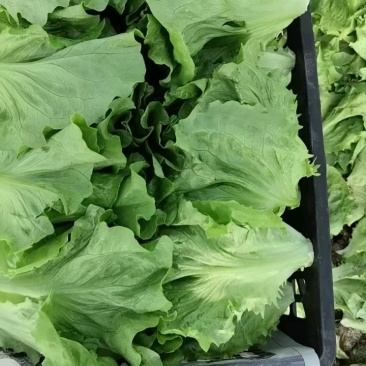 《优选推荐》安阳意大利生菜，对接商超电商，全国发货。
