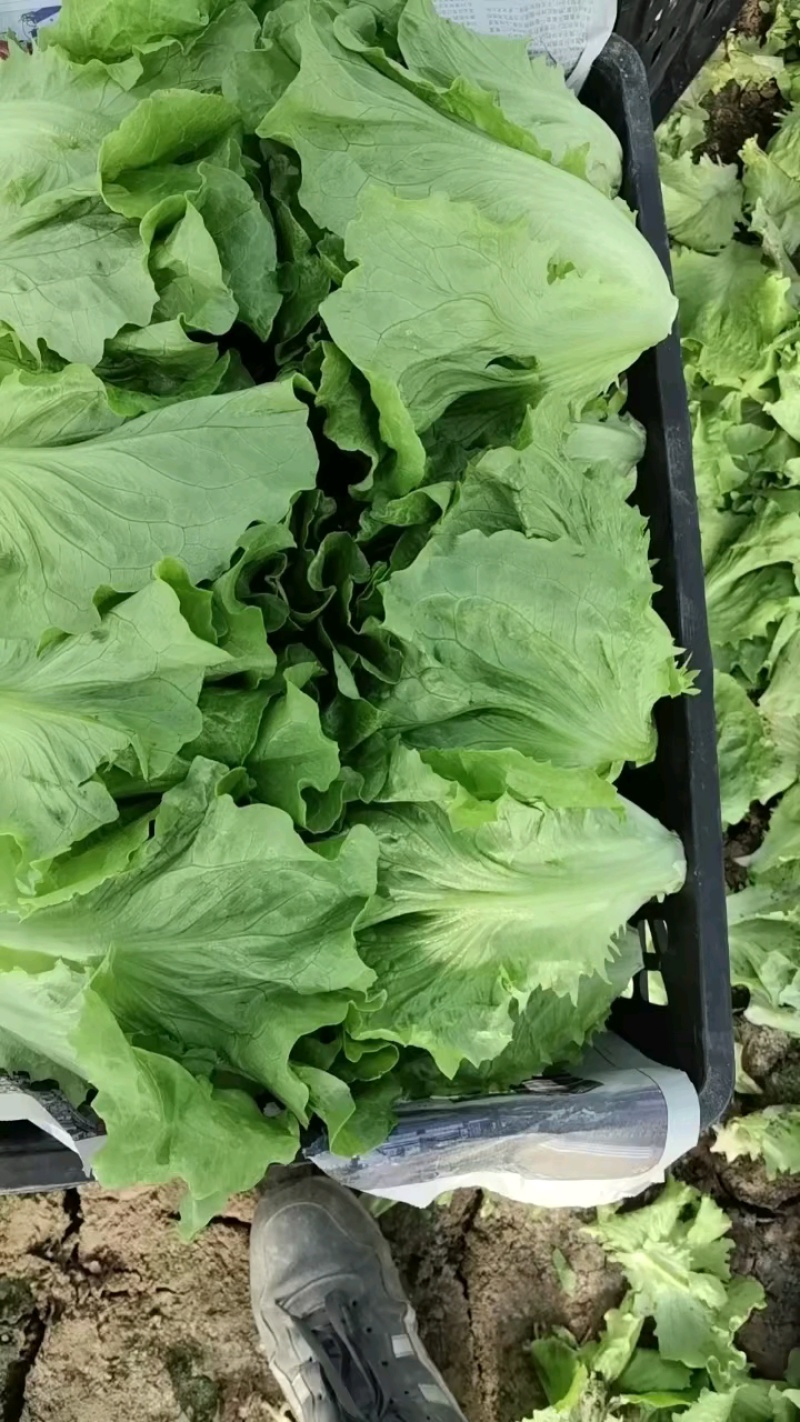 《优选推荐》安阳意大利生菜，对接商超电商，全国发货。