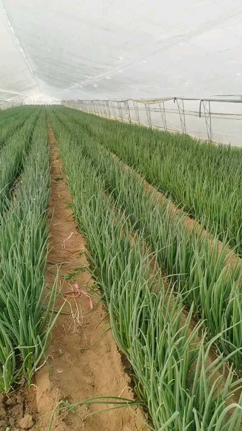 小香葱60亩，2元/斤大量上市