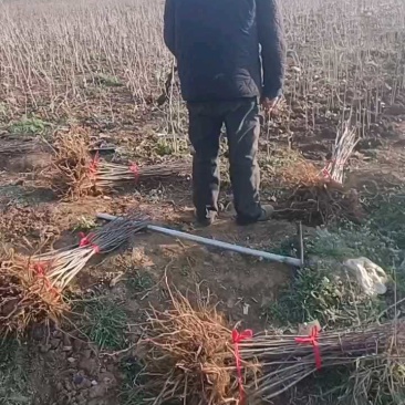 甜茶苗苗平邑甜茶苗嫁接苹果砧木苗蒙山甜茶苗