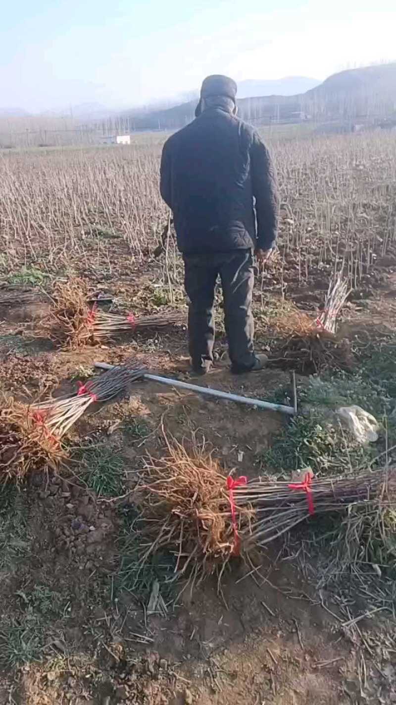 甜茶苗苗平邑甜茶苗嫁接苹果砧木苗蒙山甜茶苗