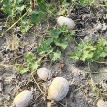 香芋南瓜，几百亩货源充足。