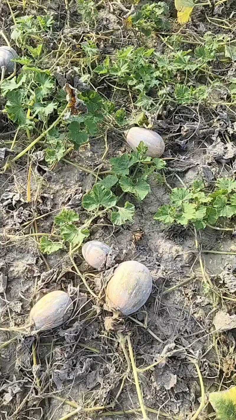 香芋南瓜，几百亩货源充足。