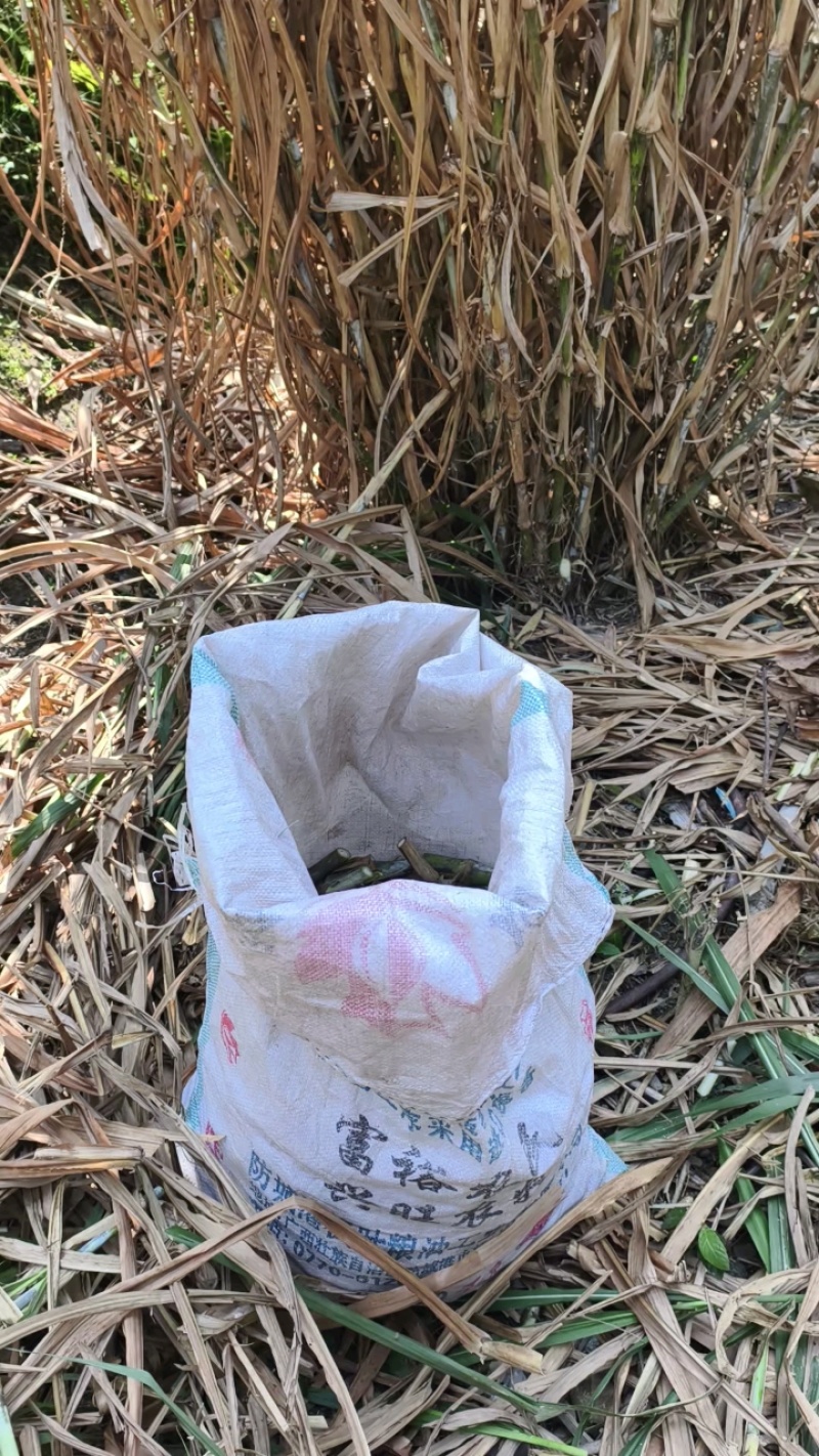 大叶皇竹草甜象草四季牧草多年生耐寒耐旱养殖专用商品包邮