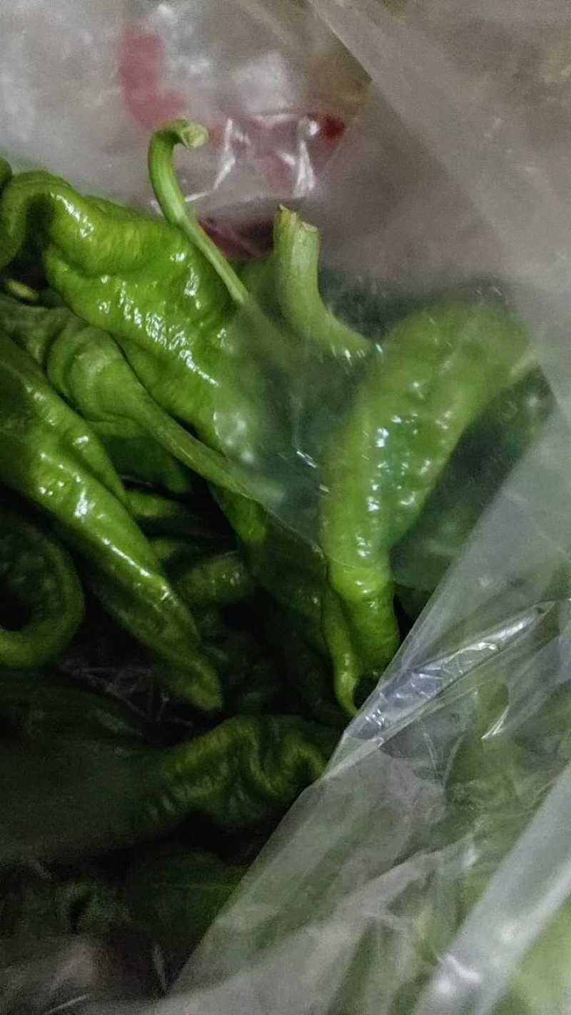 螺丝椒，全螺和半螺，新鲜采摘，产地直发，诚信合作