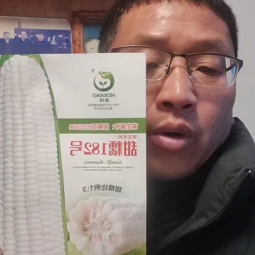 赫翔种业包邮白色甜加糯玉米种子大棒抗倒扶国审稳产