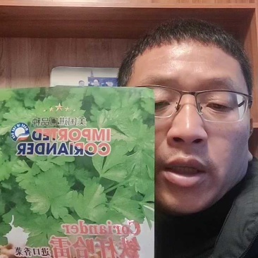 杜绝假货香菜种子大叶香菜种籽芫荽籽四季直立性强生长速度快
