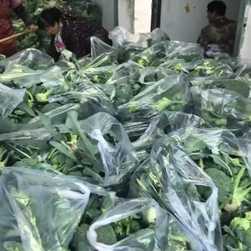 【优质推荐】西兰花湖北新鲜耐寒西蓝花量大质优支持视频看货