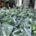【优质推荐】西兰花湖北新鲜耐寒西蓝花量大质优支持视频看货