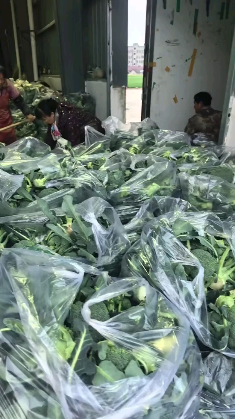 【优质推荐】西兰花湖北新鲜耐寒西蓝花量大质优支持视频看货