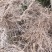 黄金贡柚苗现挖现发黄金贡柚苗基地直发易管理