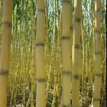 (热卖)黄皮甘蔗清甜可口对接全国市场价格美丽质量好
