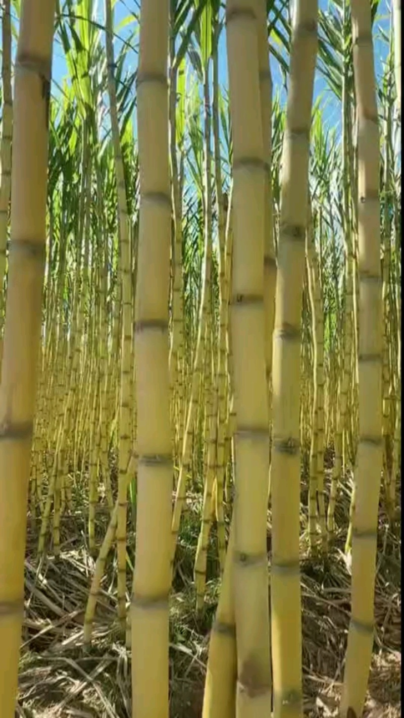（热卖）黄皮甘蔗清甜可口对接全国市场价格美丽质量好