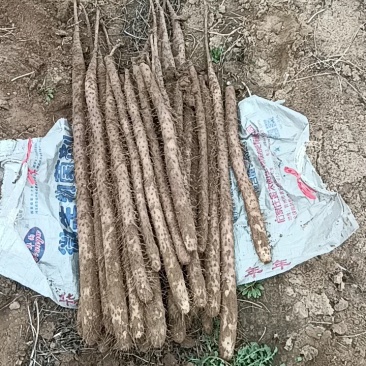 白玉山药，基地直供，可对接全国，可视频看货，欢迎咨询