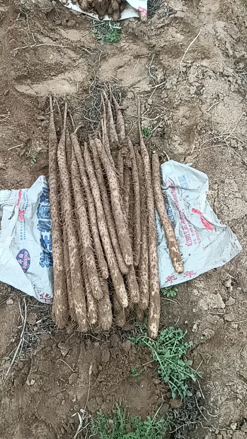 白玉山药，基地直供，可对接全国，可视频看货，欢迎咨询
