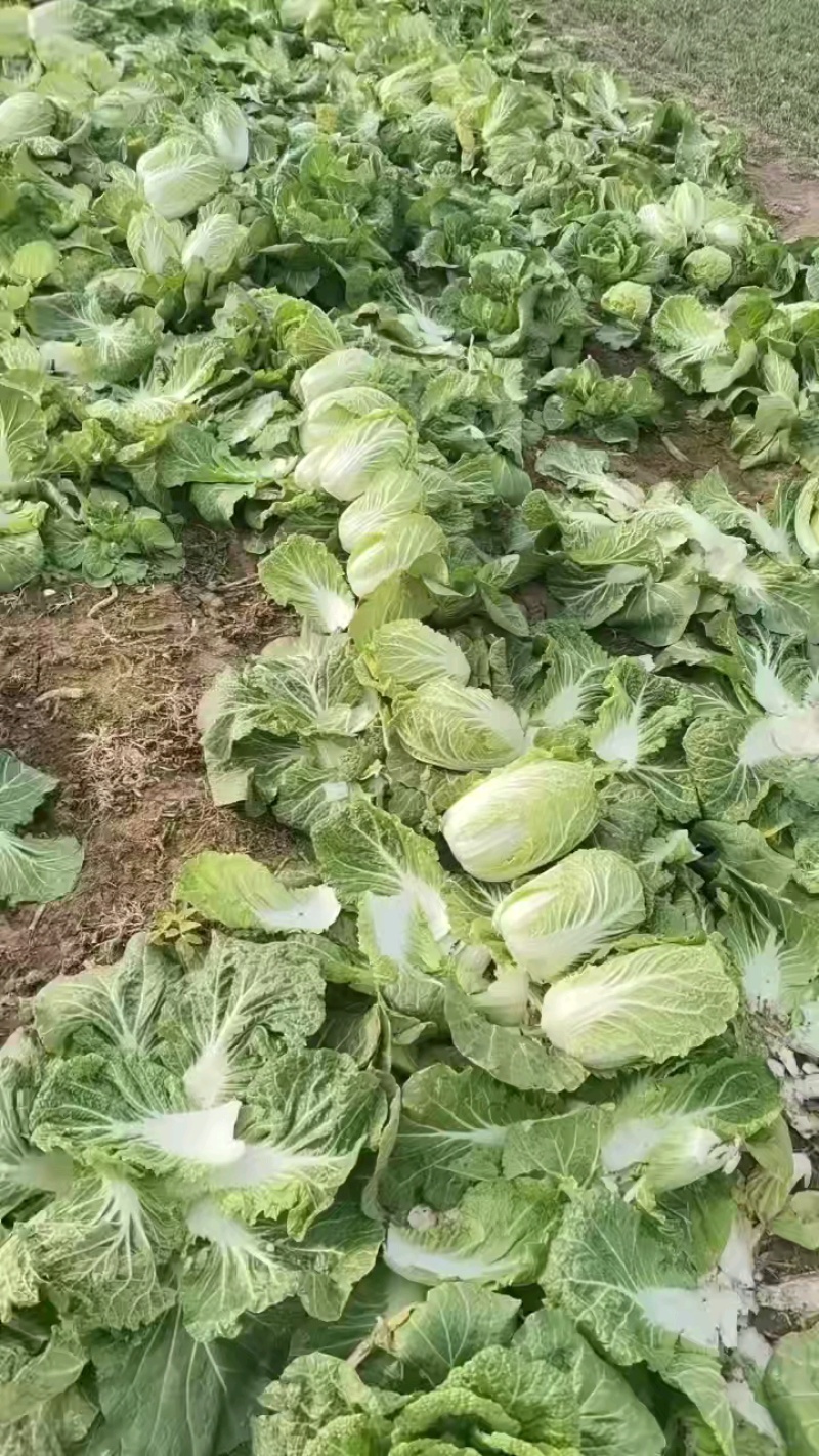 娃娃菜