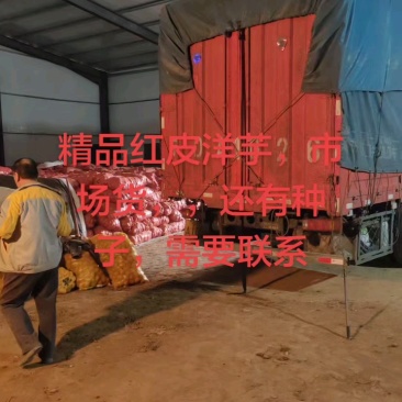 红皮洋芋