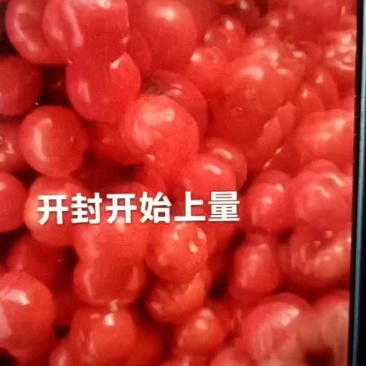 西红柿，大量上市，欢迎各地电商，市场，前来考察下单