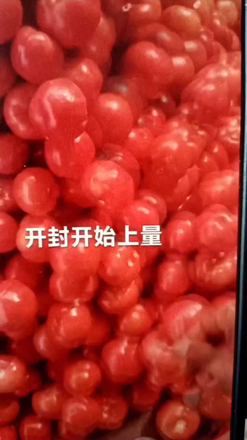 西红柿，大量上市，欢迎各地电商，市场，前来考察下单