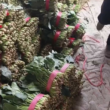 产地菠菜大量供货，个头大品质好