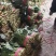产地菠菜大量供货，个头大品质好