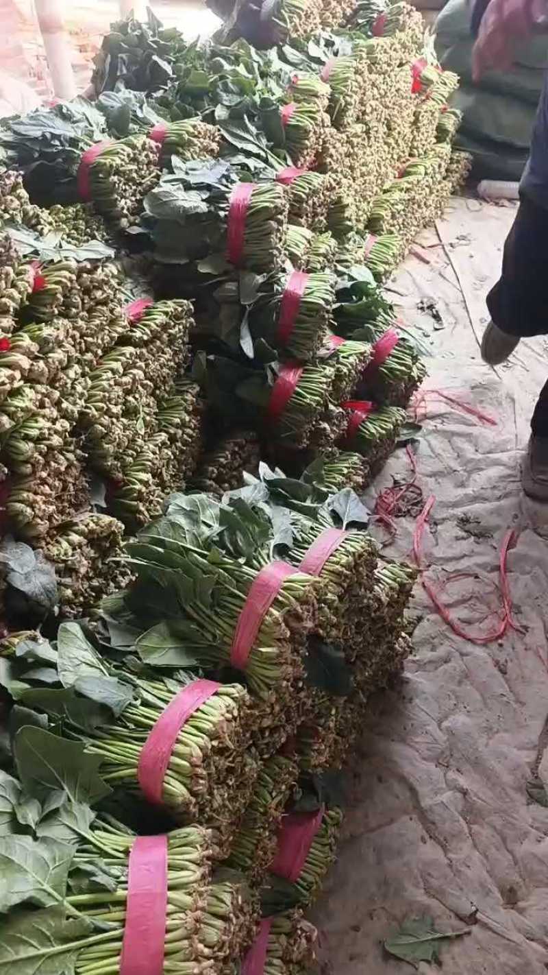 产地菠菜大量供货，个头大品质好