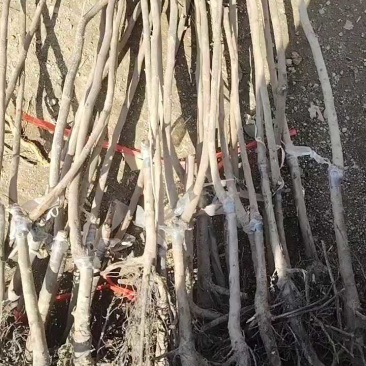 无核脆甜柿子苗摘下即可食用阳丰太秋次郎包成活