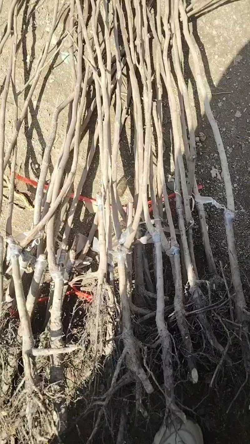 无核脆甜柿子苗摘下即可食用阳丰太秋次郎包成活