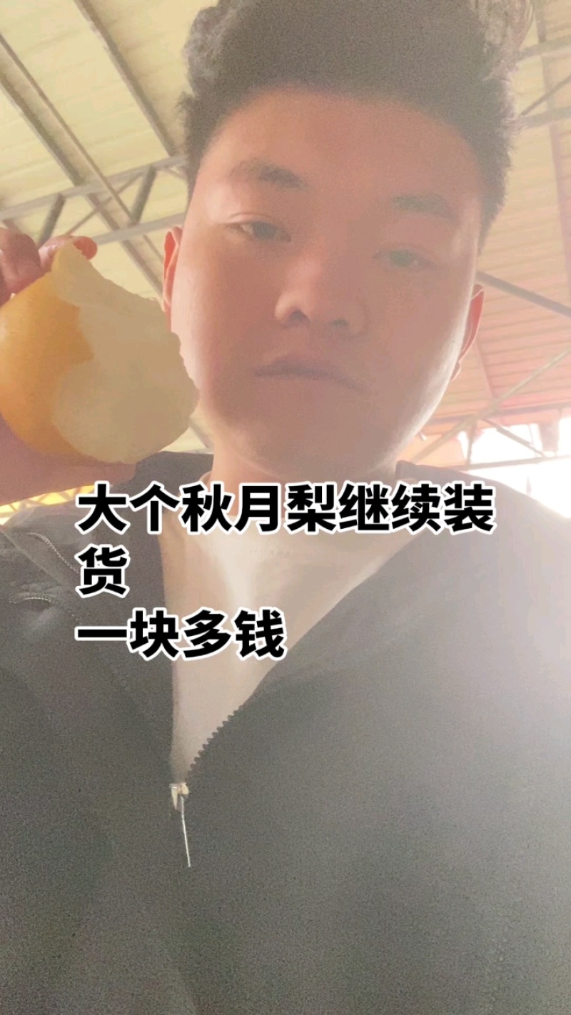 秋月梨大量上市现货供应，欢迎各位老板洽谈合作、保质保量
