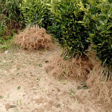 脆蜜金桔苗（地苗）另供应移植苗，杯苗，假一赔十