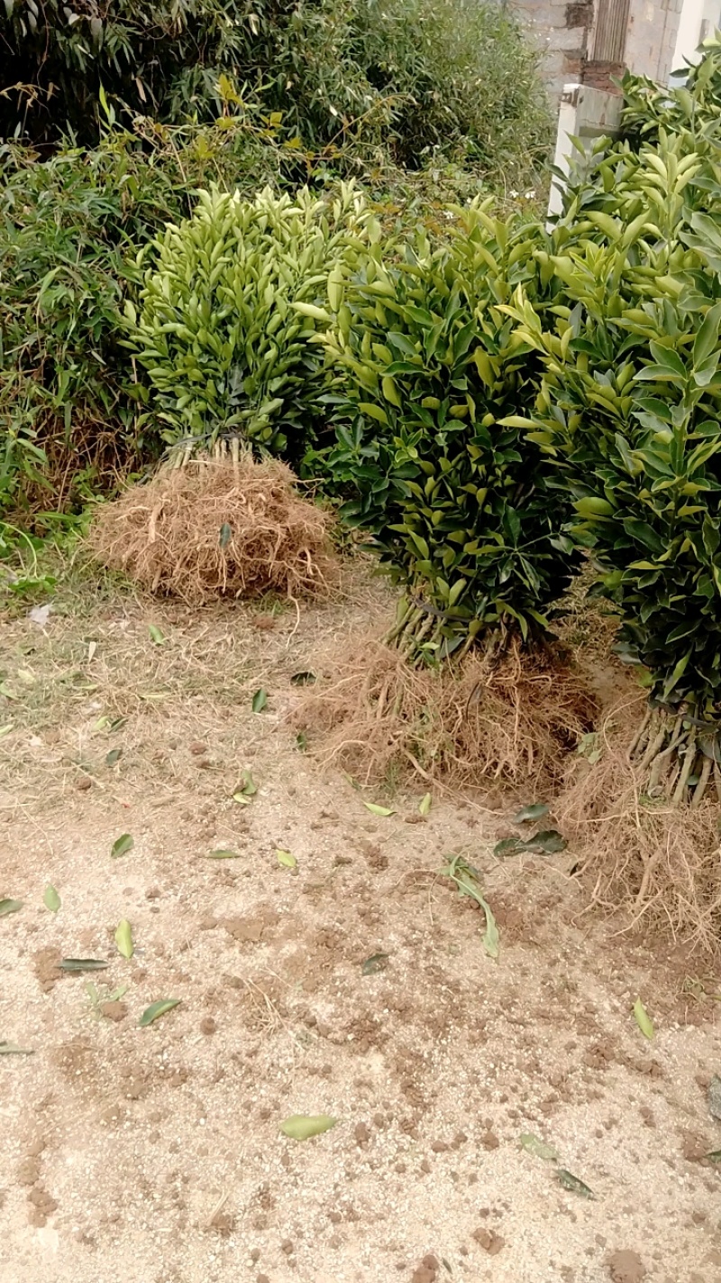 脆蜜金桔苗（地苗）另供应移植苗，杯苗，假一赔十