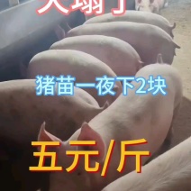 大型猪场常年供应优良仔猪【防疫到位专车运输】