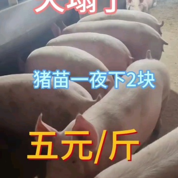 大型猪场常年供应优良仔猪【防疫到位专车运输】